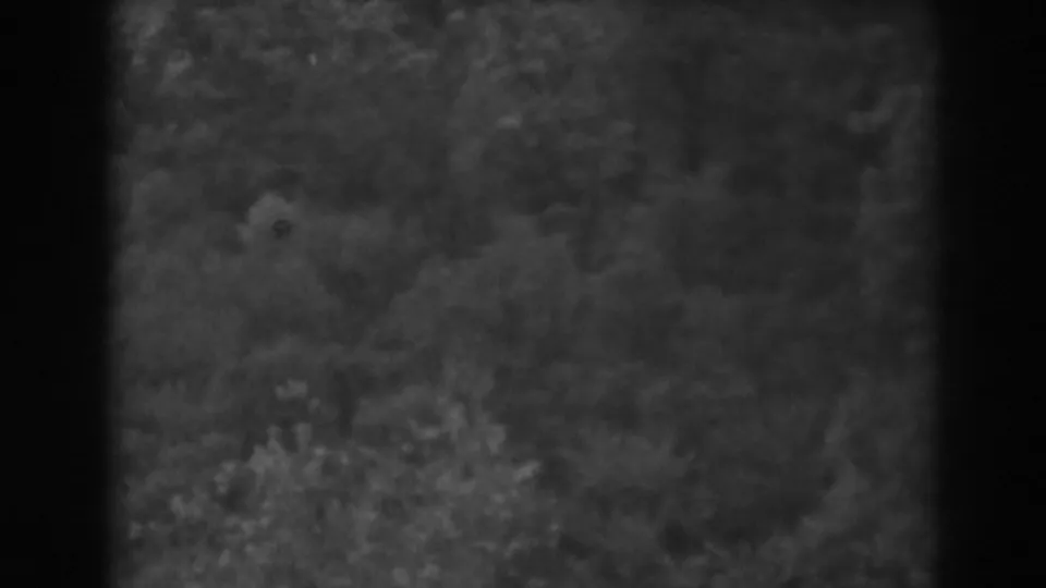 Aerial or bird's-eye 8mm view over dense trees in the 1938 Vineland, New Jersey clip, with no visible people, buildings, or signage.