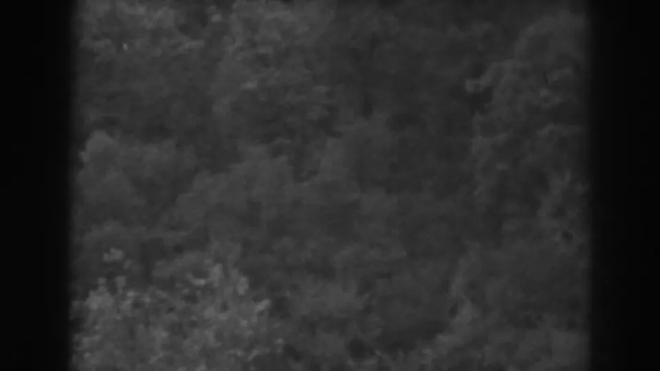 Final sampled frame from the 1938 Vineland-attributed 8mm clip, showing a soft overhead view of wooded canopy framed by dark film edges.