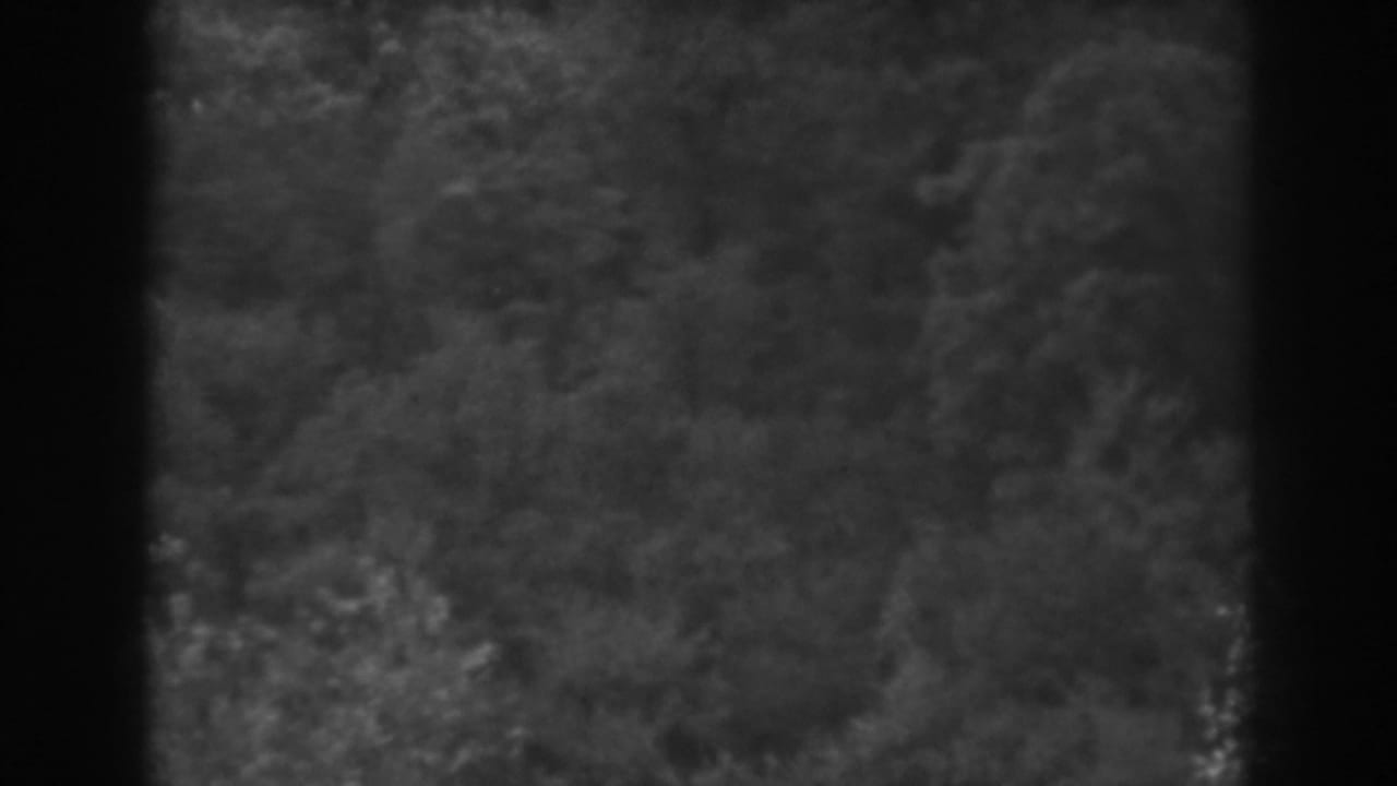 Soft black-and-white view of dense foliage on a wooded slope.