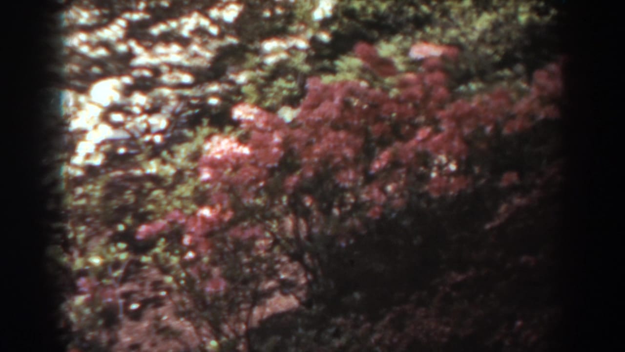 Pink-red flowering bushes beneath sunlit trees, framed by dark 8mm film edges.