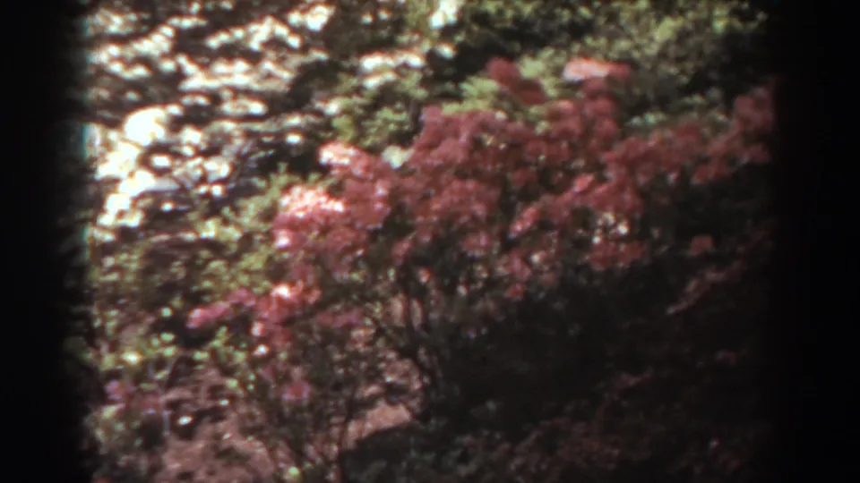 1938 West Virginia home-movie frame showing flowering shrubs and leafy trees in a shaded public garden setting.