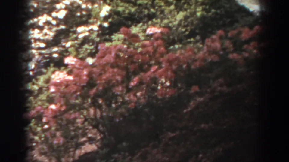 Soft 8mm view of pink-red shrubs and green foliage in a West Virginia garden or park, with no people visible.