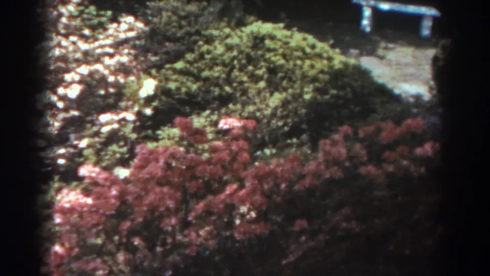 West Virginia garden scene with flowering bushes, green shrubs, stone path, and a small bench visible in the distance.