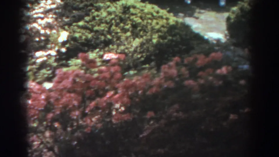 Late-1930s home-movie frame of a shaded West Virginia public garden with flowering shrubs, green bushes, and a pale path.