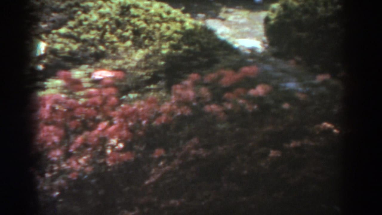 Pink flowering shrubs and green hedges beside a stone path in a sunlit garden.