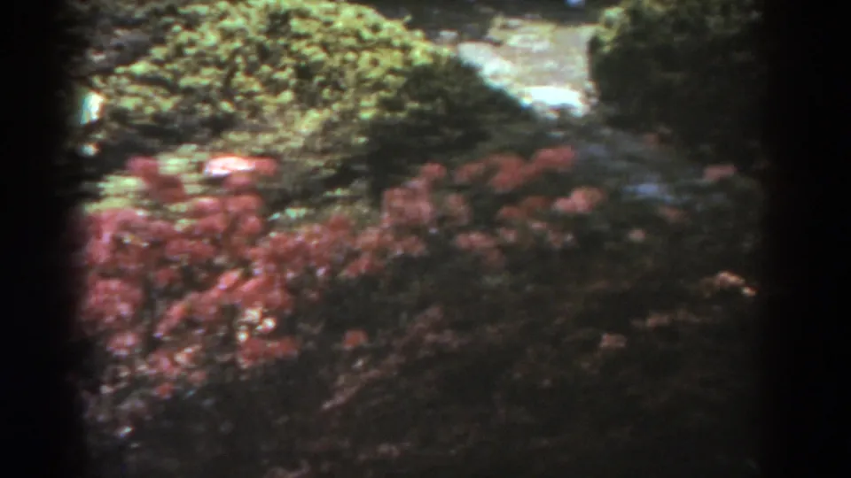 1938 West Virginia 8mm frame showing pink flowering shrubs, hedges, and a curving stone path in a bright garden setting.