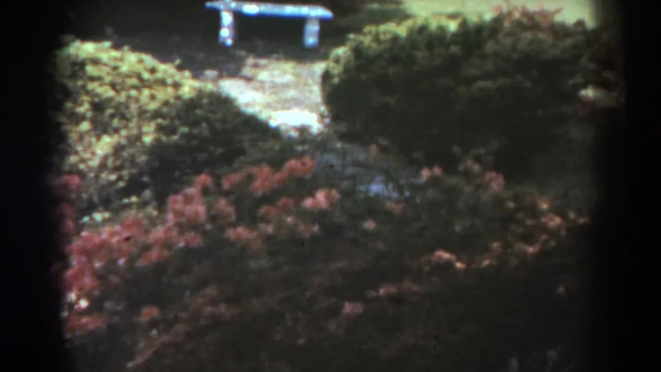 1938 West Virginia garden view with flowering shrubs, dense hedges, a path, and a small bench set back in the foliage.