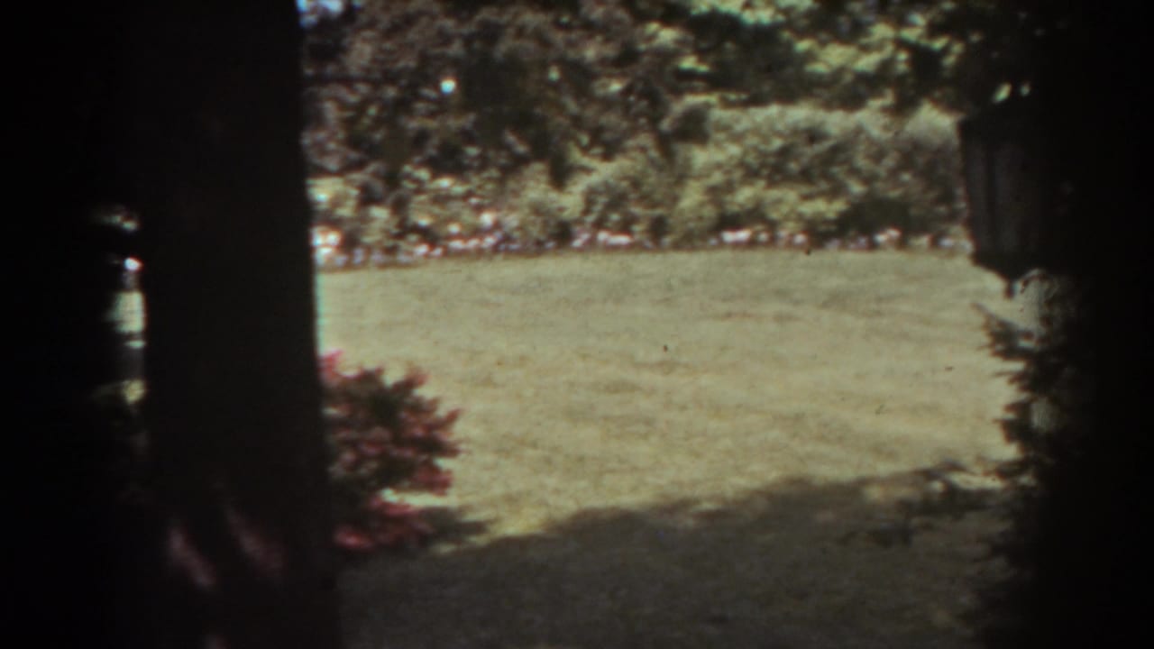 Sunlit mowed lawn framed by dark tree trunks and shaded foliage.
