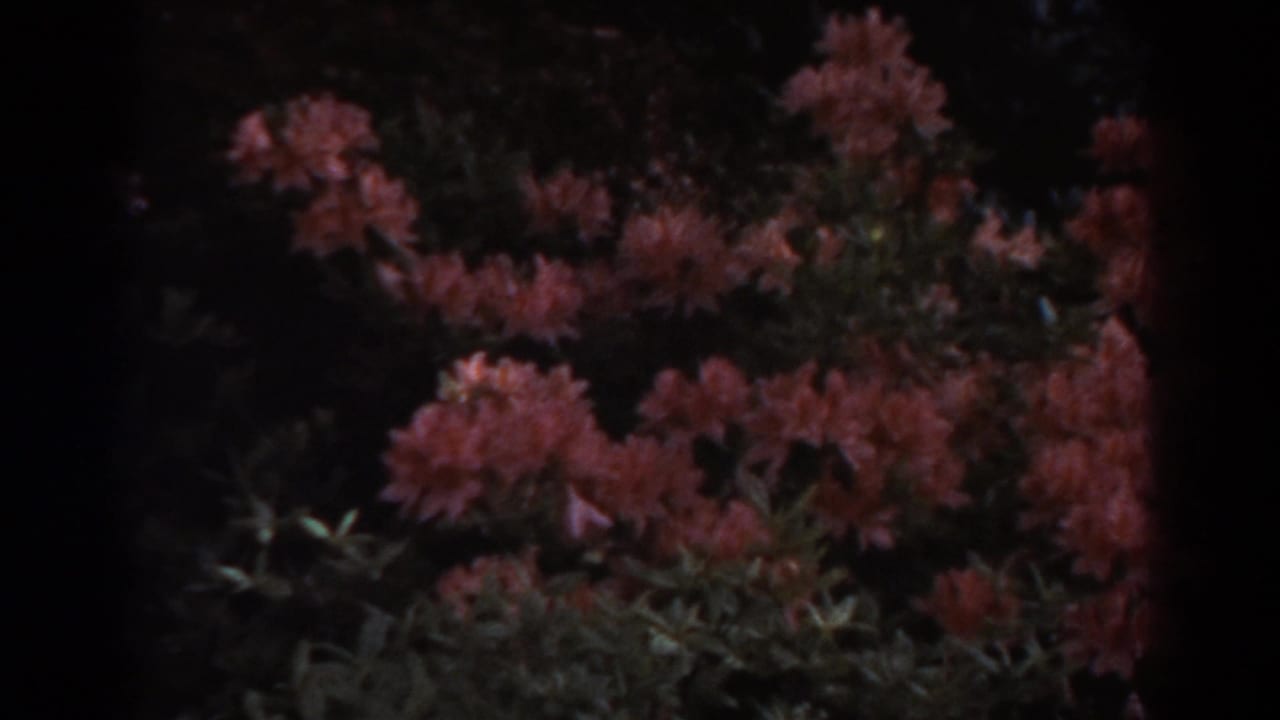 Orange-pink rhododendron clusters against dark green foliage with heavy film-edge vignetting.