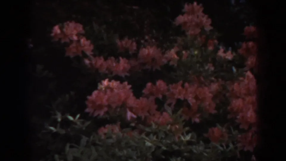 1938 West Virginia 8mm frame showing rhododendron blooms and leafy shrubs in shaded mountain light.