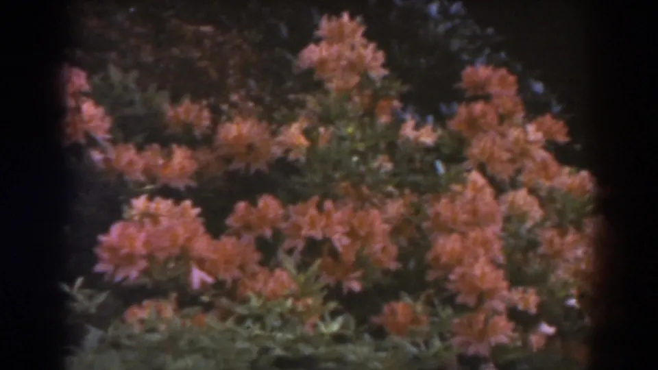 1938 West Virginia home-movie frame of blooming rhododendrons on a bright mountainside or garden slope.