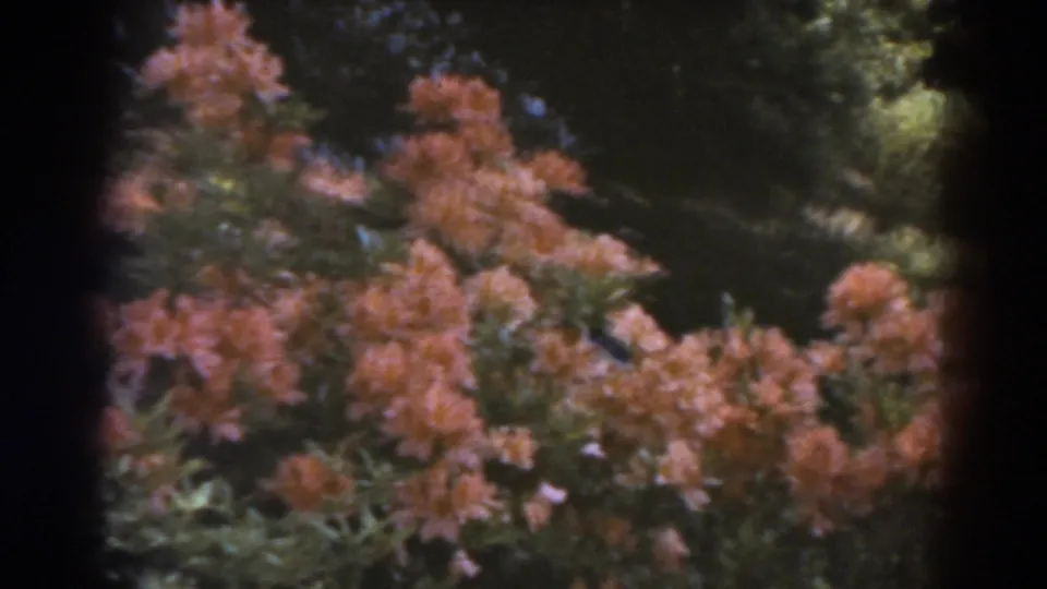 1938 West Virginia 8mm frame with rhododendron flowers filling the lower foreground beneath darker trees.