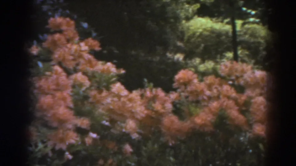 1938 West Virginia home-movie frame of rhododendrons, leafy shrubs, and shaded trees in mountain sunlight.