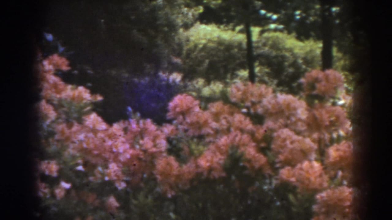Pink flowering shrubs and green foliage beneath dark tree trunks.