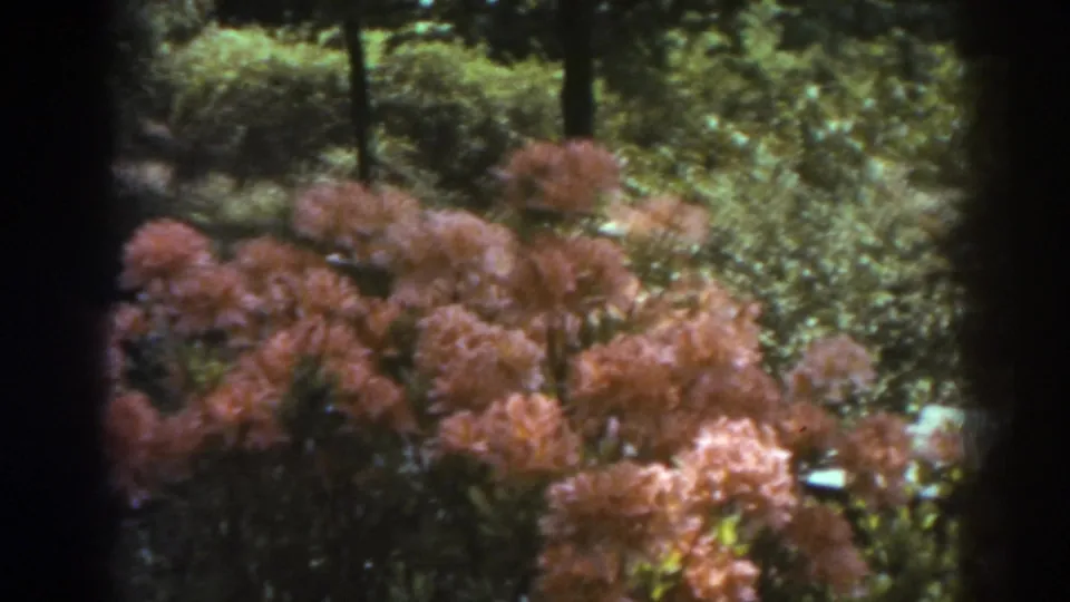 Pink spring blossoms and surrounding greenery appear in a 1938 West Virginia home-movie view with dark 8mm frame edges.