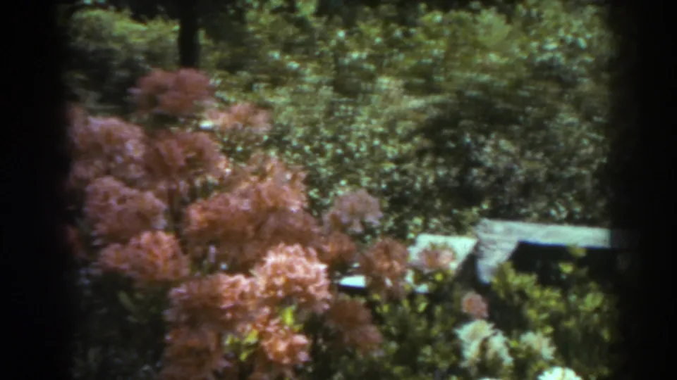 1938 West Virginia garden frame with flowering shrubs, dense foliage, trees, and a low bench-like structure partly visible.