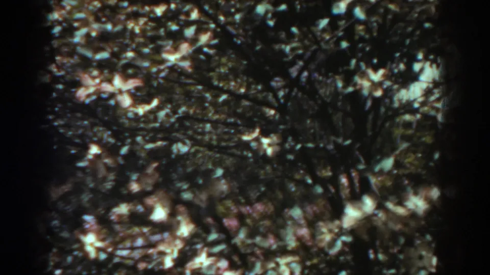 A darker 8mm frame from the West Virginia spring scene shows pale blossoms and branches amid dense foliage.