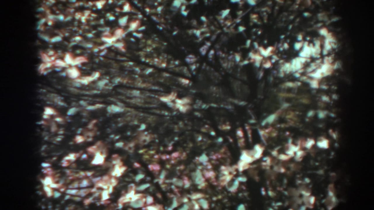 Flowering tree branches with pale blossoms and dark twigs in sunlight.