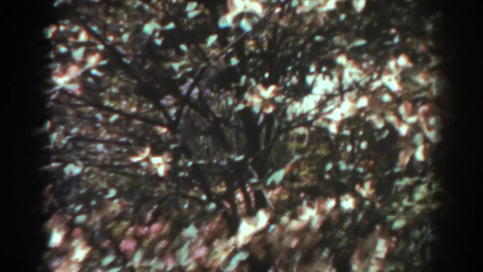 Soft 8mm frame of a blooming tree canopy in West Virginia, with light-colored blossoms moving among leaves and branches.