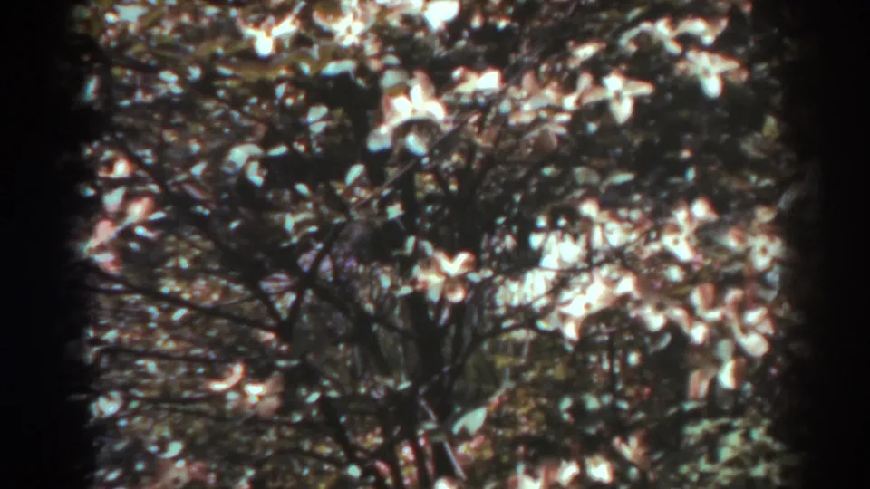 West Virginia home-movie frame from 1938 showing pale blossoms across a dark, leafy tree canopy with visible 8mm grain.