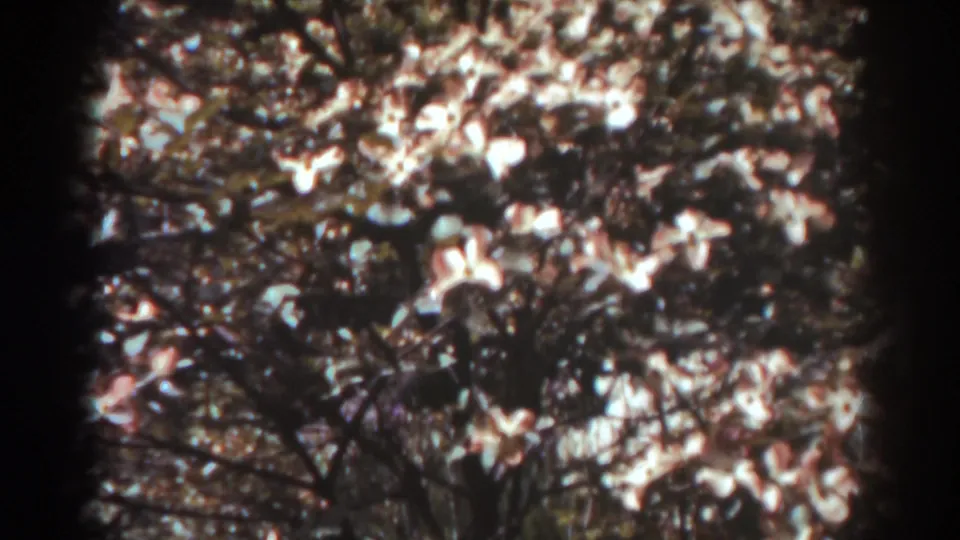 1938 8mm frame of sunlit pink-white blossoms and leaves filling the view, with no people or buildings visible.