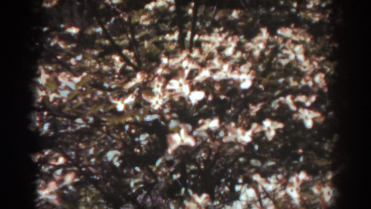 Flowering tree branches with pale blossoms and dark foliage in dappled sunlight.