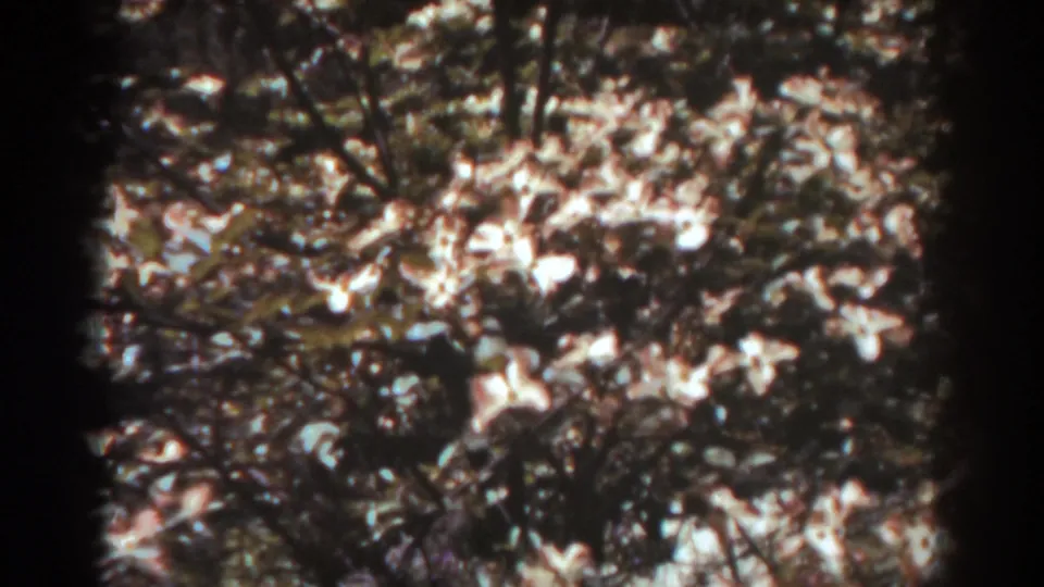 1938 West Virginia 8mm frame showing pale blossoms among dark branches and leafy foliage in bright, dappled sun.