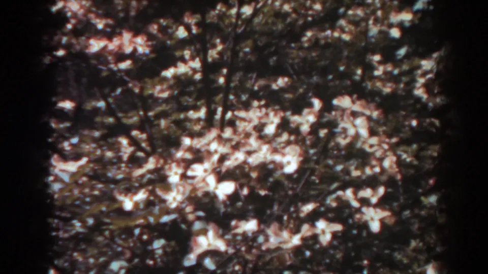 Color 8mm view of a dense West Virginia flowering canopy, with pale blossoms and shadowed branches across the frame.