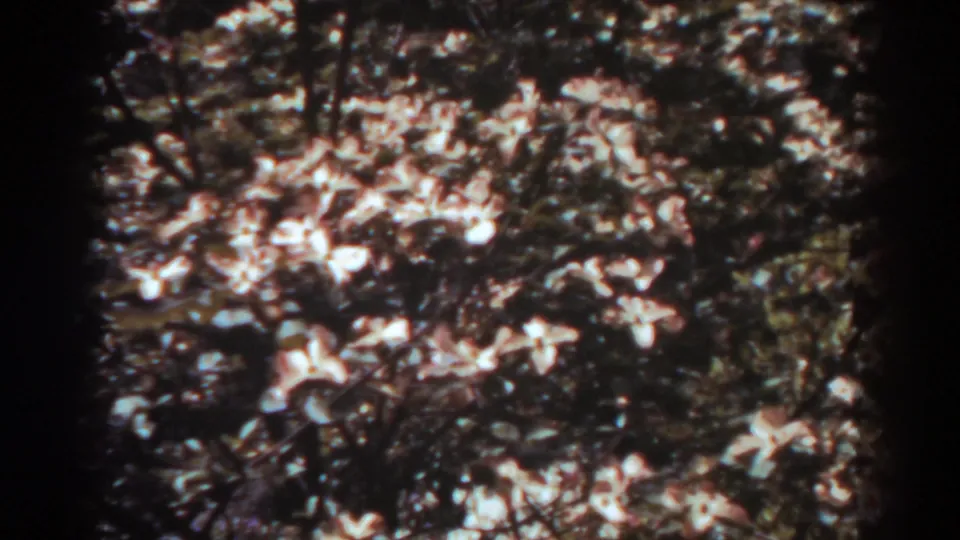 1938 West Virginia home-movie frame of flowering branches, pale blossoms, and foliage rendered in soft early color film.