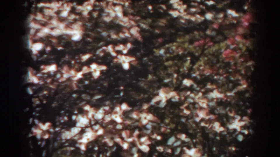 Color 8mm frame from West Virginia showing pale and reddish blossoms mixed with dense foliage and bright sun patches.