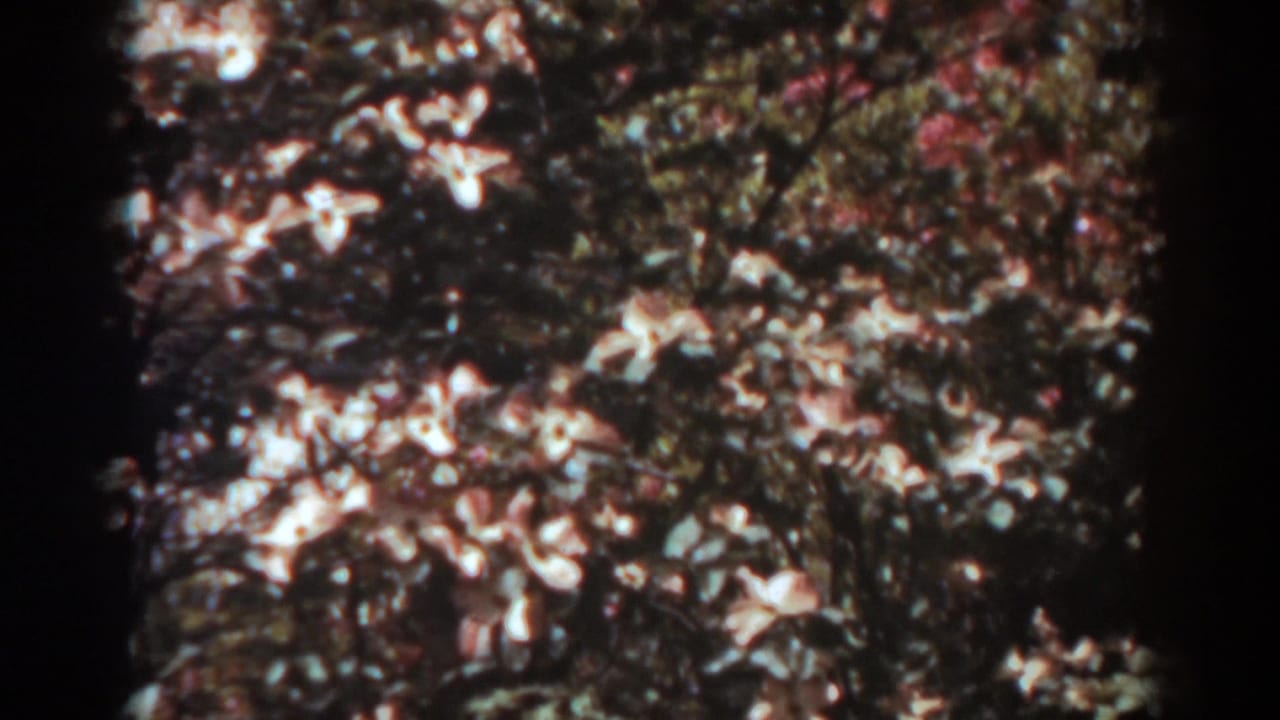 Pale blossoms and leafy branches seen through dark 8mm frame edges.