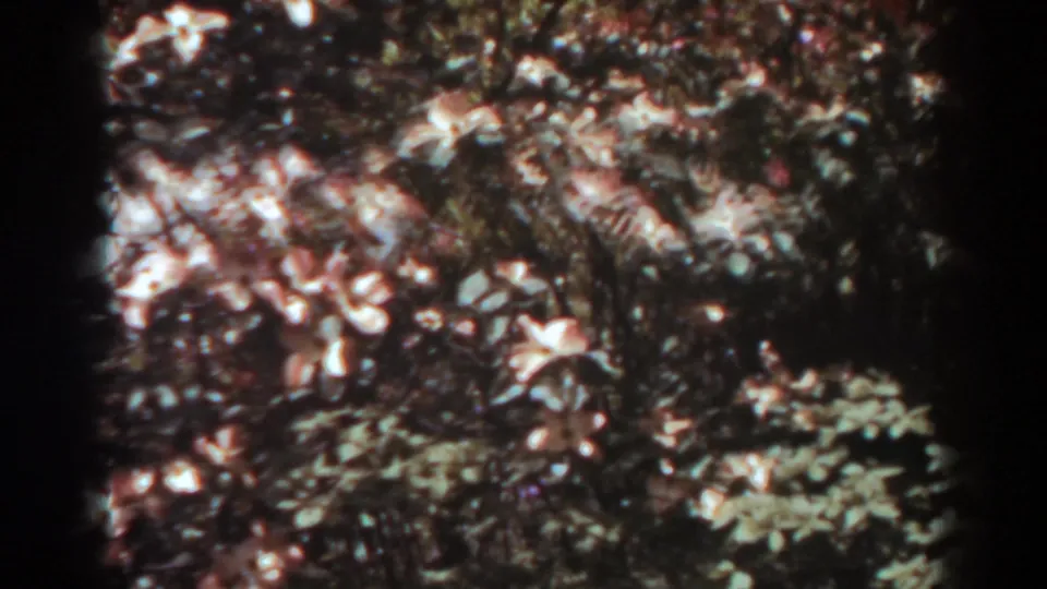 1938 West Virginia home-movie frame with pale blossoms, dense leaves, and pronounced 8mm frame borders.