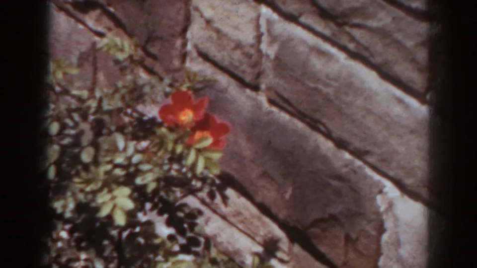 1938 West Virginia 8mm close-up of red wildflowers and leaves against angled stonework.