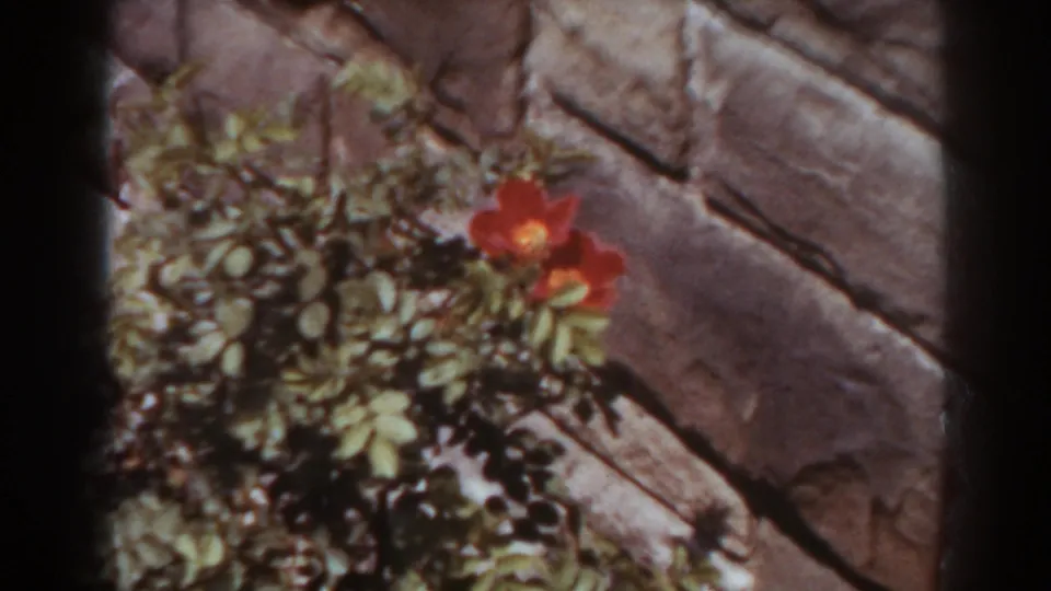 1938 West Virginia home-movie frame showing red flowers, foliage, and rustic stonework in warm color.