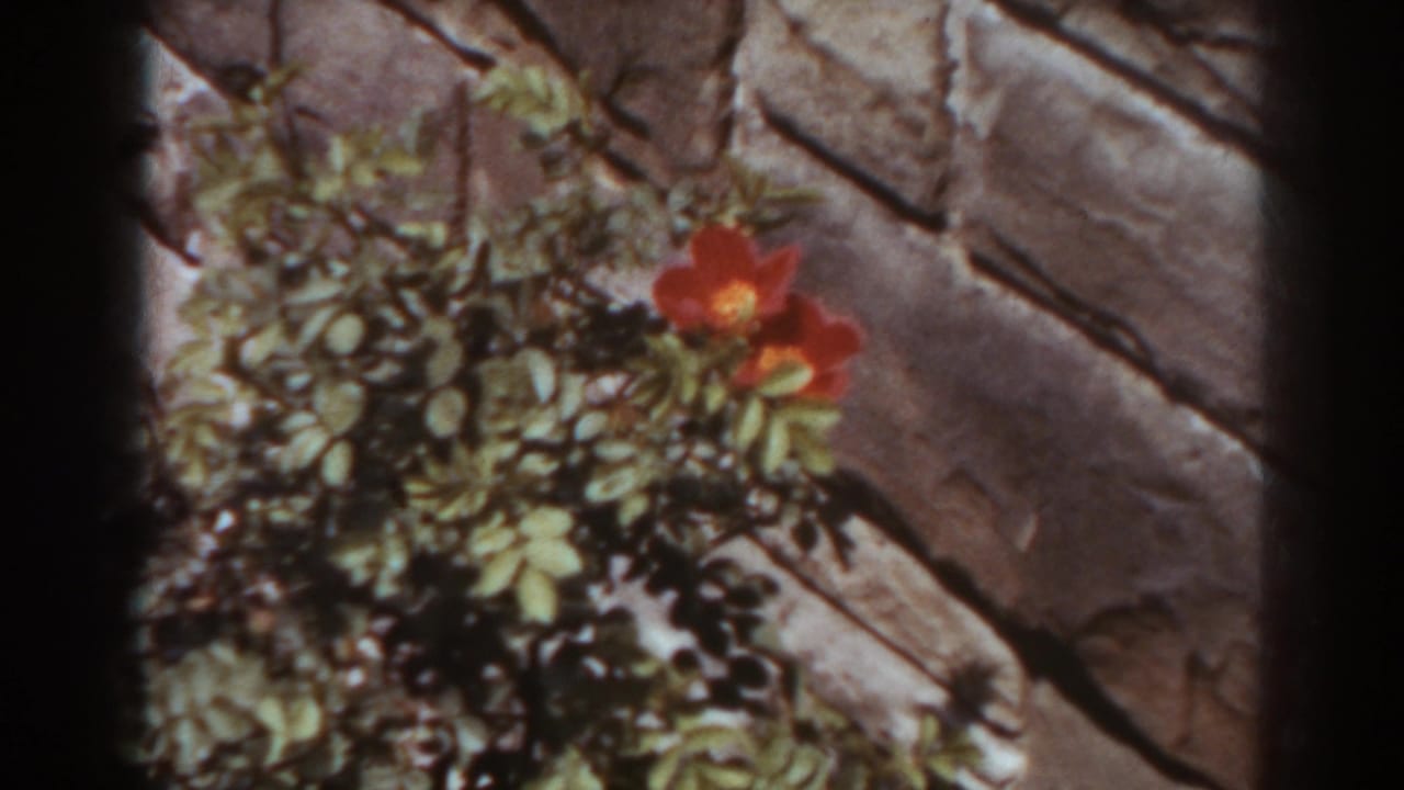 1938 West Virginia 8mm frame showing red blossoms and leafy growth against a rough stone or cement wall.