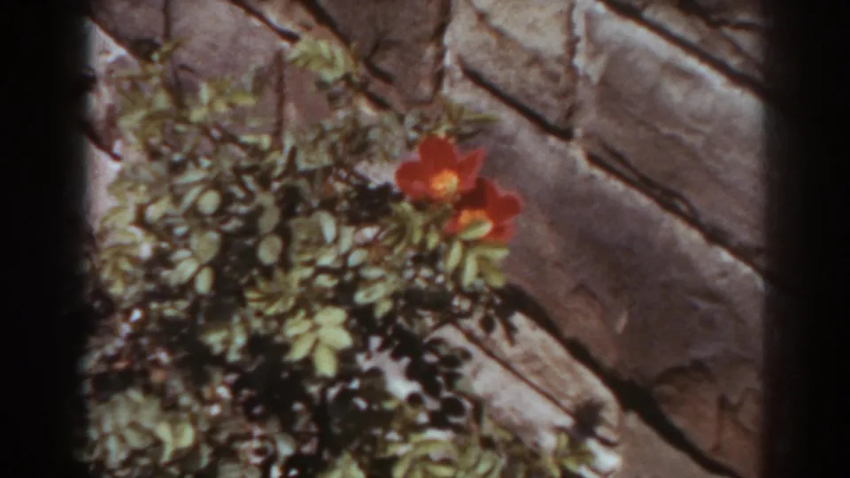 1938 West Virginia 8mm frame showing red blossoms and leafy growth against a rough stone or cement wall.