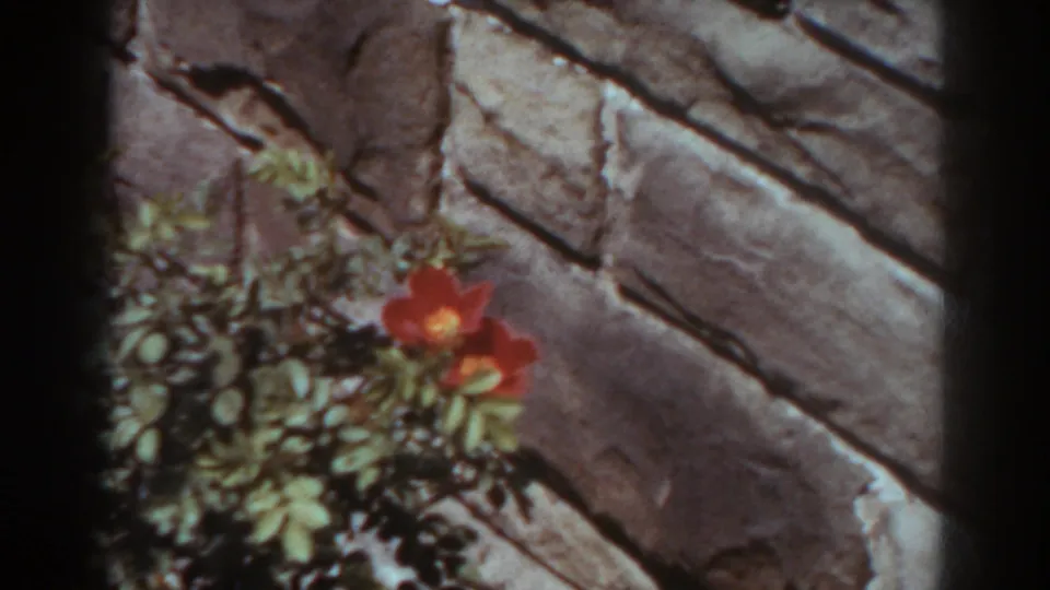 Close 8mm garden view of red flowers and green foliage beside a textured wall in West Virginia, 1938.