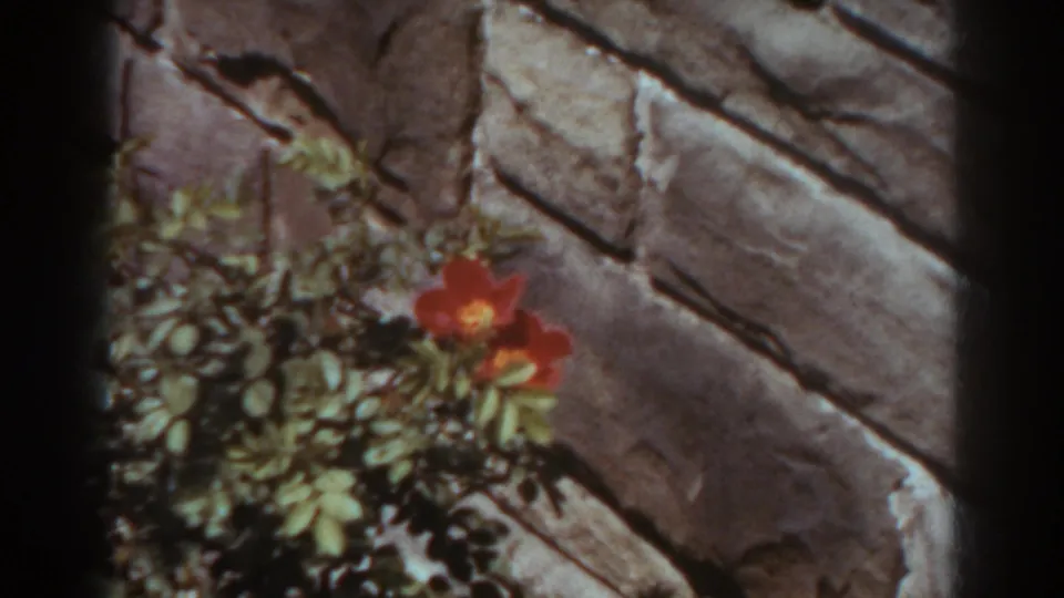 Home-movie frame of red blossoms and dense leaves set against a stone or cement wall, recorded in 1938 West Virginia.