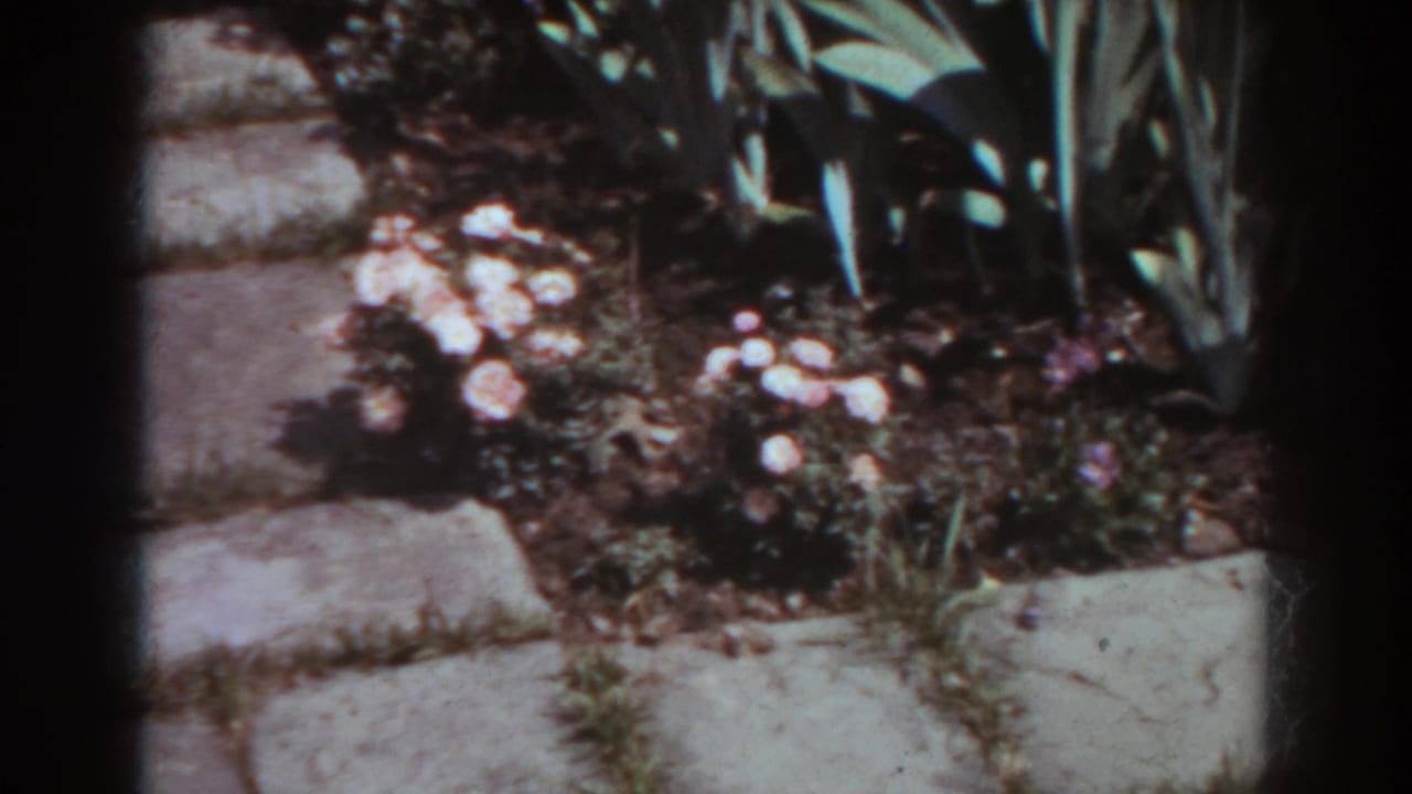Stone path beside a planted flower bed with white blossoms and tall green leaves.