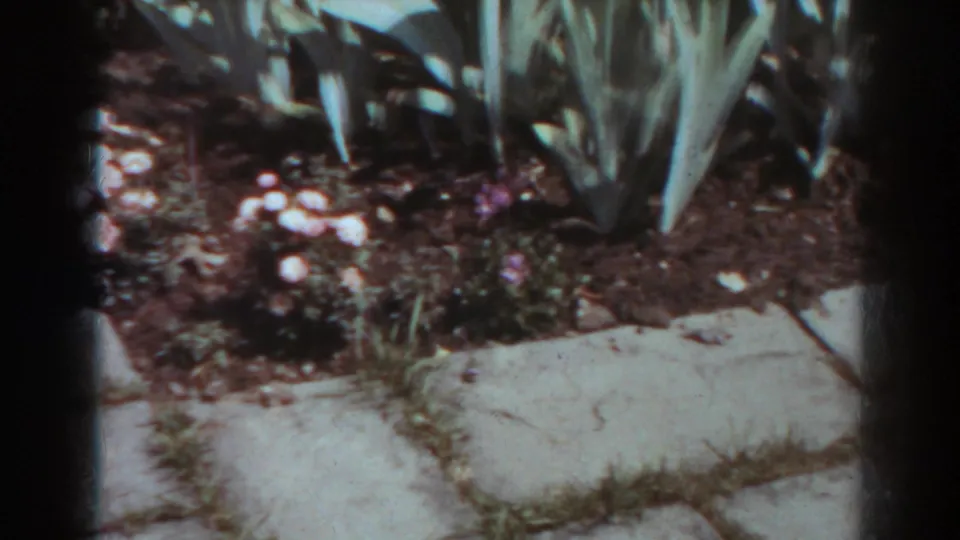 Soft 8mm frame of a West Virginia garden bed, with white flowers, tall leaves, and a stone path in view.