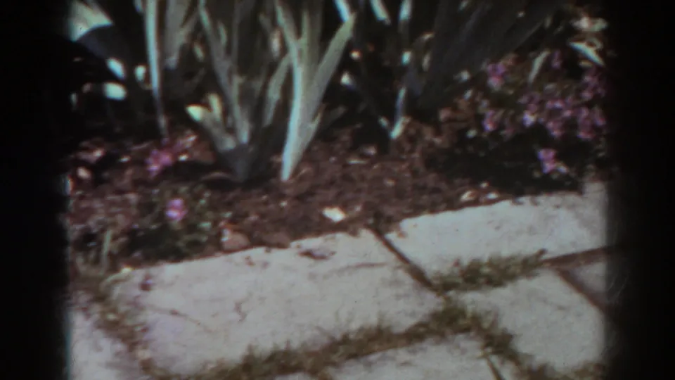 1938 West Virginia home-movie frame showing a planted garden bed and stone path with purple flowers and tall foliage.