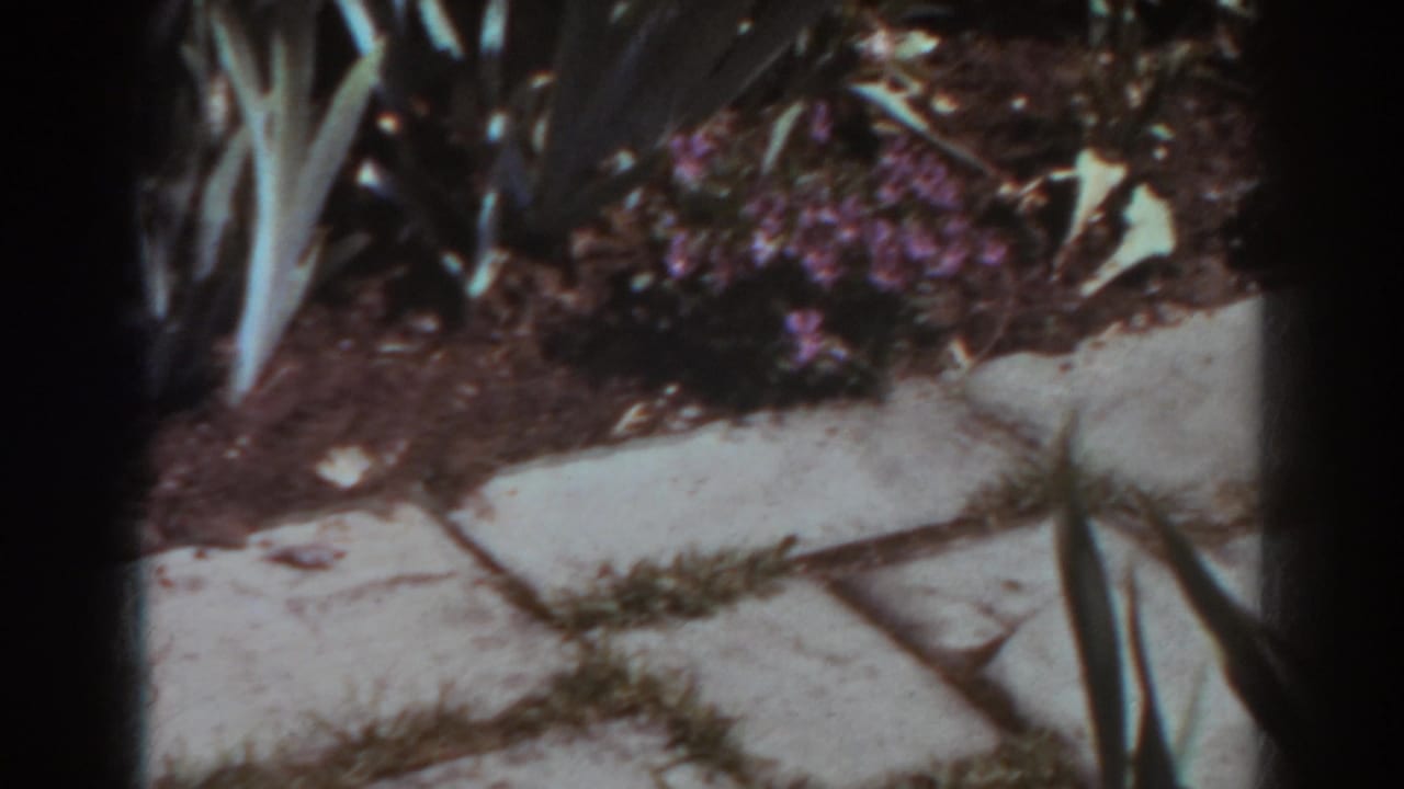 Stone garden path beside purple flowers and tall green leaves.