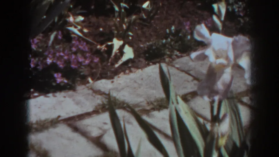 White iris blooms stand near a stone path in a West Virginia garden, recorded on 8mm home-movie film in 1938.