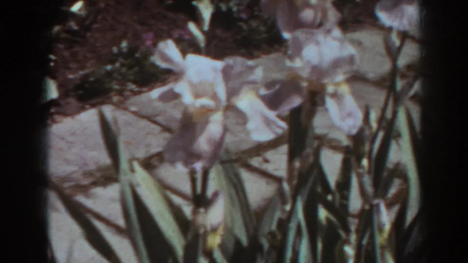 A close, soft-focus 1938 West Virginia garden view shows pale iris flowers, upright leaves, and paving stones.