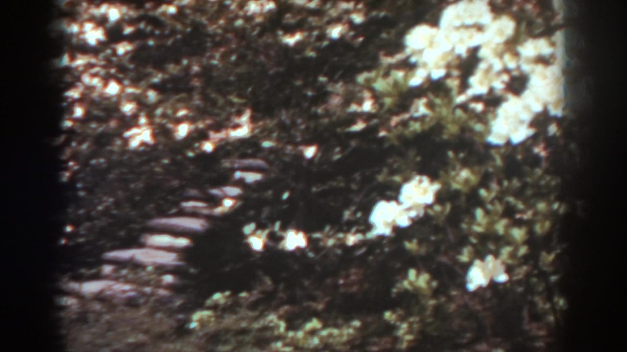White flowering shrubs beside a dark stone path in a garden.