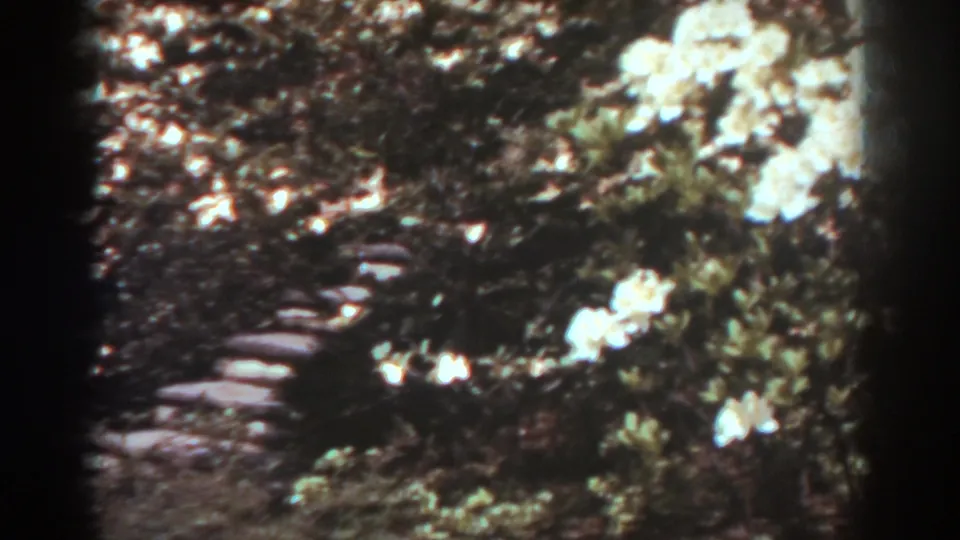 1938 West Virginia 8mm frame showing white flowering shrubs and foliage beside a narrow stone garden path.