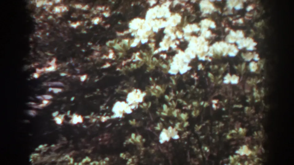 1938 West Virginia garden view with bright white blossoms, leafy shrubs, and part of a stone path at left.