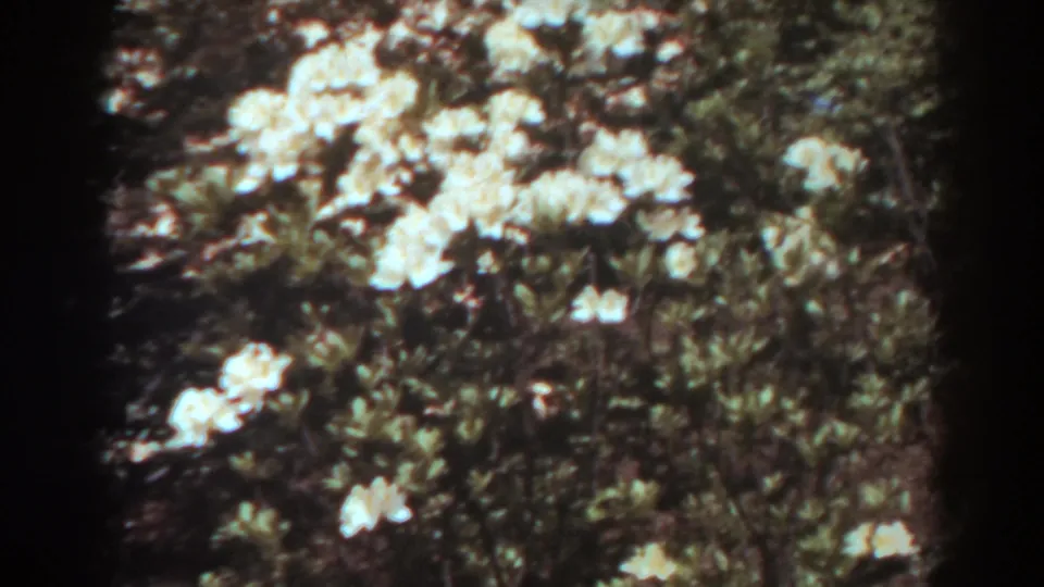 1938 West Virginia 8mm frame with white flower clusters and green leaves filling most of the garden view.