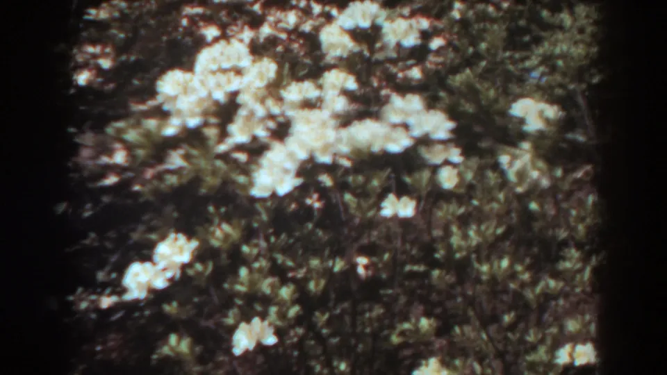1938 West Virginia garden frame showing white blooms, dense shrub foliage, and the edge of a stone path.