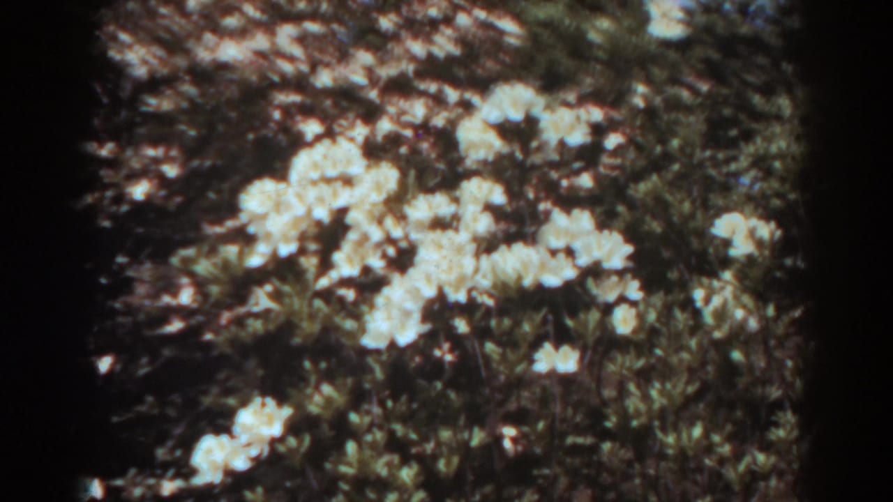 White flowering shrubs in a shaded garden with dark film borders.